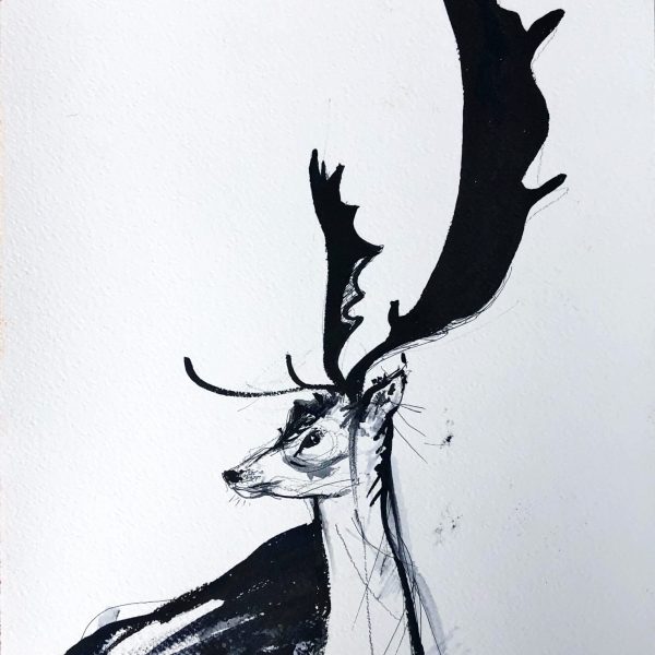 Deer